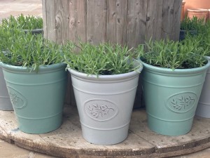 Hidcote Lavender Planter (Grey or Green) £24.95